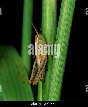 Prato grasshopper Chorthippus parallelus immaturo su erba Foto Stock