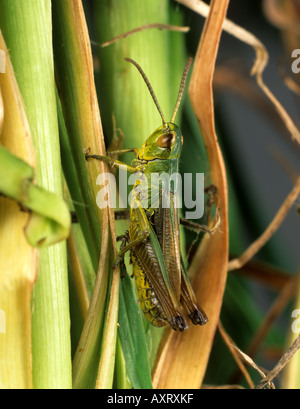 Prato grasshoper Chorthippus parallelus maschio adulto sull'erba Foto Stock