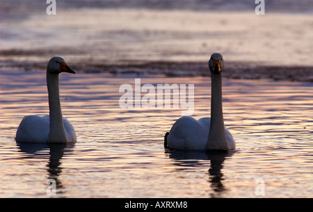 Animale comportamento atmosferica uccelli natura suggestiva stagione remoto inverno Tranquility Meteo Wildlife isolare la fotografia Foto Stock