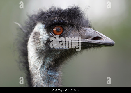 Testa della UEM - Dromaius novaehollandiae Foto Stock