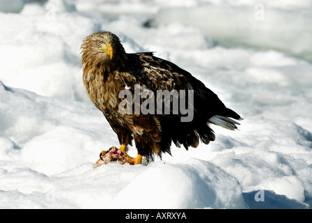 White Tailed Sea Eagle Haliaeetus albicilla avanzamento sul pesce di mare sulla banchisa Okhotsk Rausu mare Isola Hokkaido in Giappone Foto Stock