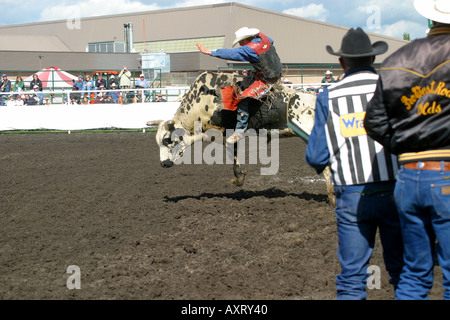 Toro di equitazione. I cowboys vaiolatura le loro abilità contro ruvido e vizioso tori Foto Stock