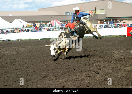 Toro di equitazione. I cowboys vaiolatura le loro abilità contro ruvido e vizioso tori Foto Stock