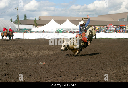 Toro di equitazione. I cowboys vaiolatura le loro abilità contro ruvido e vizioso tori Foto Stock