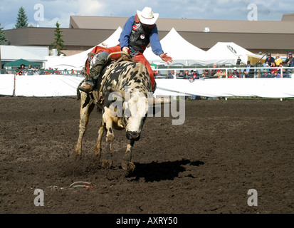 Toro di equitazione. I cowboys vaiolatura le loro abilità contro ruvido e vizioso tori Foto Stock