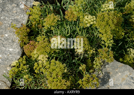 Rock samphire Crithmum maritimum fioritura piantina sulle rocce al Portland Bill Foto Stock