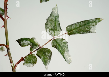Infezione da muffa polverulenta (Podosphiera pannosa) su foglie di rosa che si arrampicano Foto Stock