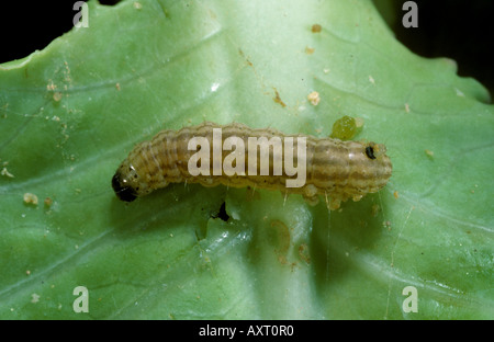 Cavolo Hellula webworm undalis caterpillar su una foglia di cavolo Foto Stock