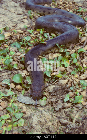 Anaconda Eunectes murinus Los Llanos del Venezuela Foto Stock