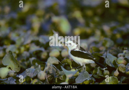 Pied acqua tiranno Fluvicola pica Los Llanos del Venezuela Foto Stock