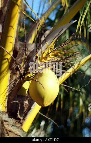 Playa Del Carmen albero con noci di cocco in sun Foto Stock