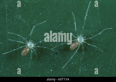 Spiderlings del Daddy Long legs spider Pholcus phalangoides Foto Stock