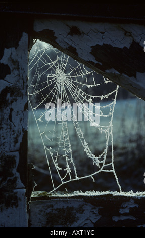 La mattina presto il gelo su spider web nel giunto di un cancello in legno Foto Stock