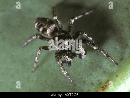 Maschio di zebra jumping spider Salticus scenicus Foto Stock