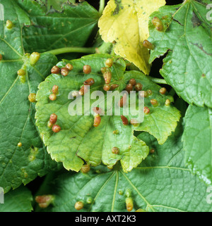Lime per unghie di acaro gall Eriophyes tiliae galli su lime Tilia platyphyllos leaf Foto Stock
