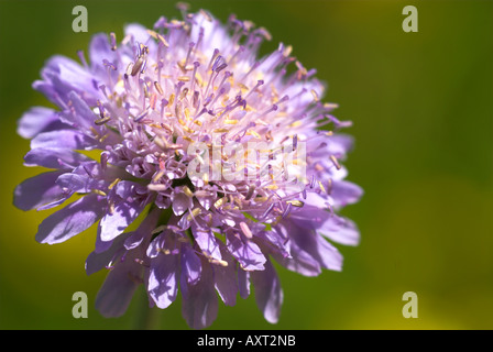 Campo Knautia Scabious arvense Parkgate Kent REGNO UNITO Foto Stock