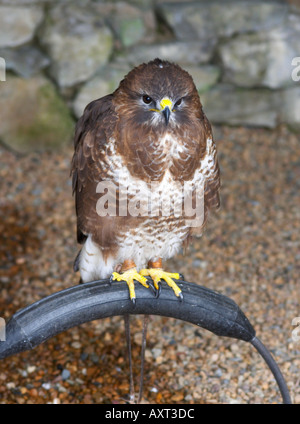 Comune Poiana Buteo buteo Falconry Centre Yorkshire Dales National Park England Regno Unito Foto Stock