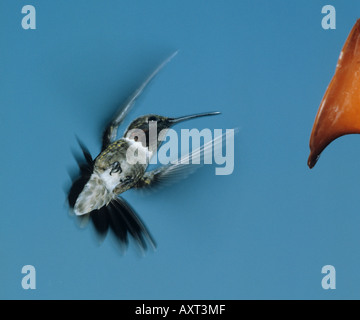 Ruby throated hummingbird archilochus colubris maschio attratti da nettare artificiale alimentatore Foto Stock