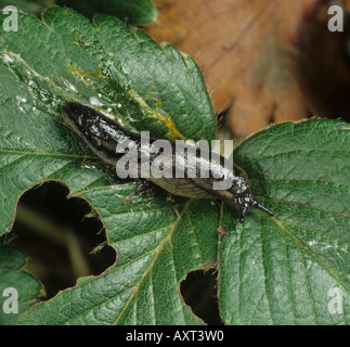 Giardino slug Arion hortensis su una foglia di fragola Foto Stock