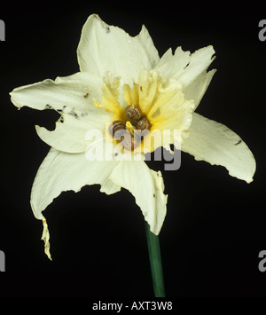 Giardino immaturi di lumache Cornu aspersum rifugiandosi presso il centro di un fiore di narciso Foto Stock