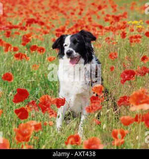 Welsh Border Collie cane sulla hill farm in campo di papaveri Foto Stock
