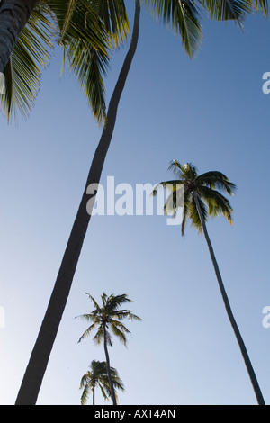 Palme di cocco sull isola di Mafia Tanzania Foto Stock