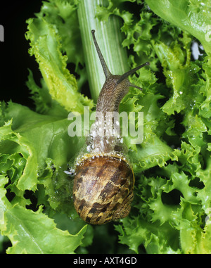 Giardino lumaca Cornu aspersum rilasciando bolle difensiva su un giardino foglia vegetale Foto Stock