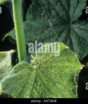 Incordatura danni di alimentazione di due spotted spider acari Tetranychus urticae su foglie di cetriolo Foto Stock