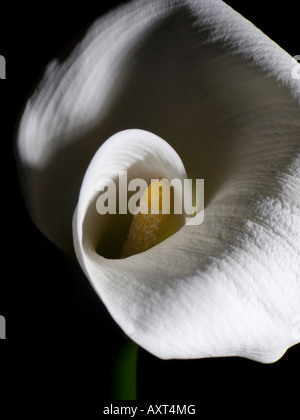 Calla giglio, studio ancora vita. Foto Stock