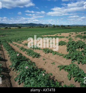 Patch di danni in un scozzese del raccolto di patata causato da symphylids o symphylans Scutigerella immacolata Foto Stock