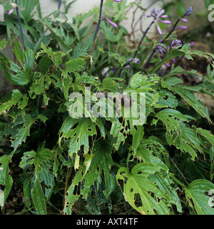 Giardino lumaca Cornu aspersum slug sui danni di Hosta impianto Foto Stock