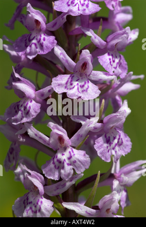 Common Spotted orchidea Dactylorhiza fuchsii Pargate Kent REGNO UNITO Foto Stock
