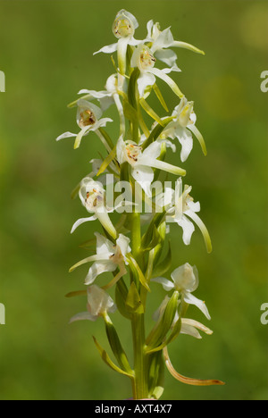 Maggiore Butterfly Orchid Platanthera chlorantha Pargate Kent REGNO UNITO Foto Stock