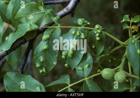 Foglie di noce gall acaro Eriophyes erineus blister su foglie di noce Germania Foto Stock