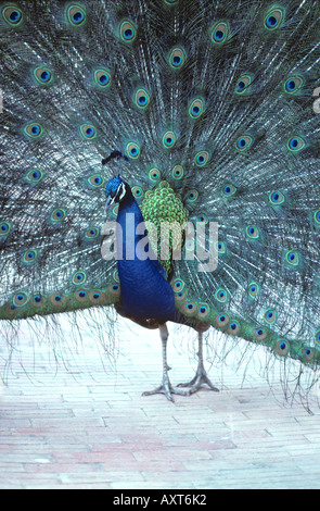 Maschio peafowl indiano Pavo cristatus visualizzando la sua coda durante il corteggiamento Foto Stock