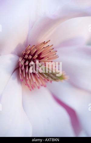 Ripresa macro di un fiore di Magnolia girato a fine marzo nel Regno Unito Foto Stock