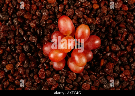 Mazzetto di uve a bacca rossa tra l uvetta Foto Stock