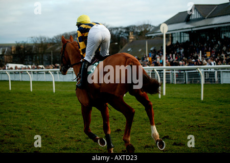 Corse di cavalli a Musselburgh race course East Lothian Scotland Regno Unito 2005 Foto Stock