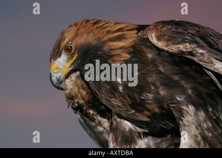 Sera immagine ravvicinata di Golden Eagle Scozia Scotland Foto Stock
