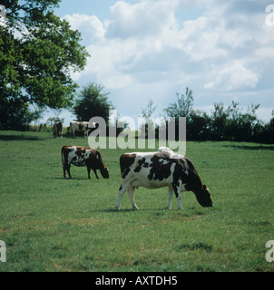 Ayrshire vacche da latte che pascolano sulla breve pascolo in estate Hampshire Foto Stock