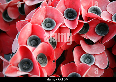 La brina e il ghiaccio sul Giorno del Ricordo papaveri presso la War Memorial, York, Yorkshire, Regno Unito. Foto Stock