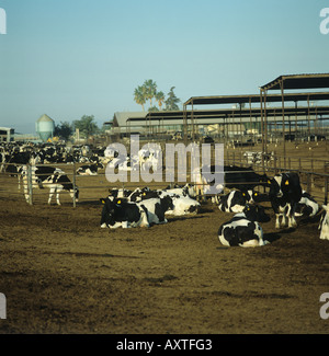 Holstein vacche da latte in penne su pascolo zero farm California USA Foto Stock