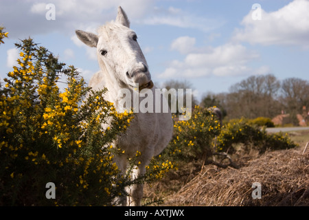 New Forest pony mangiare gorse Foto Stock