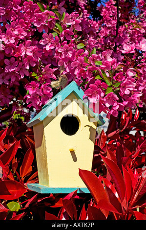 birdhouse in blossoming tree Foto Stock