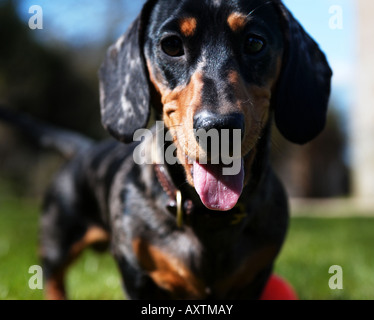 Bassotto (o salsiccia) cane cucciolo con sfera rossa Foto Stock