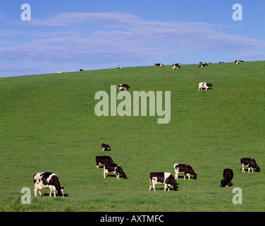 Le mucche al pascolo sulle colline vicino a Gatehouse of Fleet, Dumfries and Galloway, Scozia Foto Stock