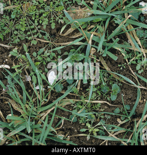 Misto lasciava ampia popolazione di erbaccia nei giovani di coltivazione di grano Foto Stock