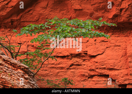 Canyon sella piccolo albero Foto Stock