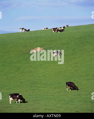 Le mucche al pascolo sulle colline vicino a Gatehouse of Fleet, Dumfries and Galloway, Scozia Foto Stock