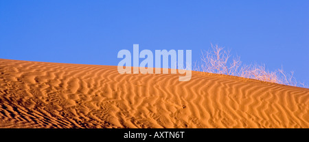 Immacolate dune di sabbia nella luce del mattino e ombra al Imperial dune di sabbia del deserto BLM Recreation Area & Deserto California Foto Stock